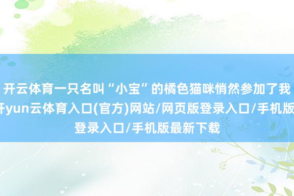 开云体育一只名叫“小宝”的橘色猫咪悄然参加了我的视野-开yun云体育入口(官方)网站/网页版登录入口/手机版最新下载